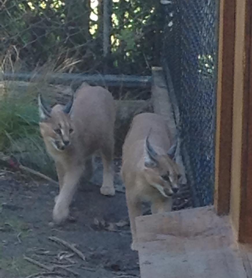 Caracals at Wellington Zoo.