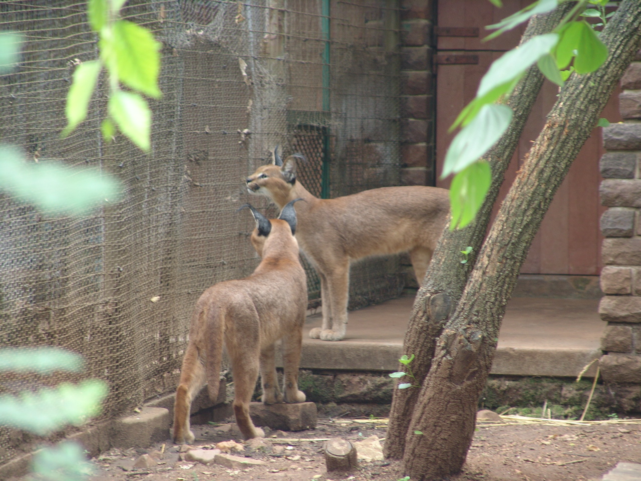 Caracals (Caracal caracal)