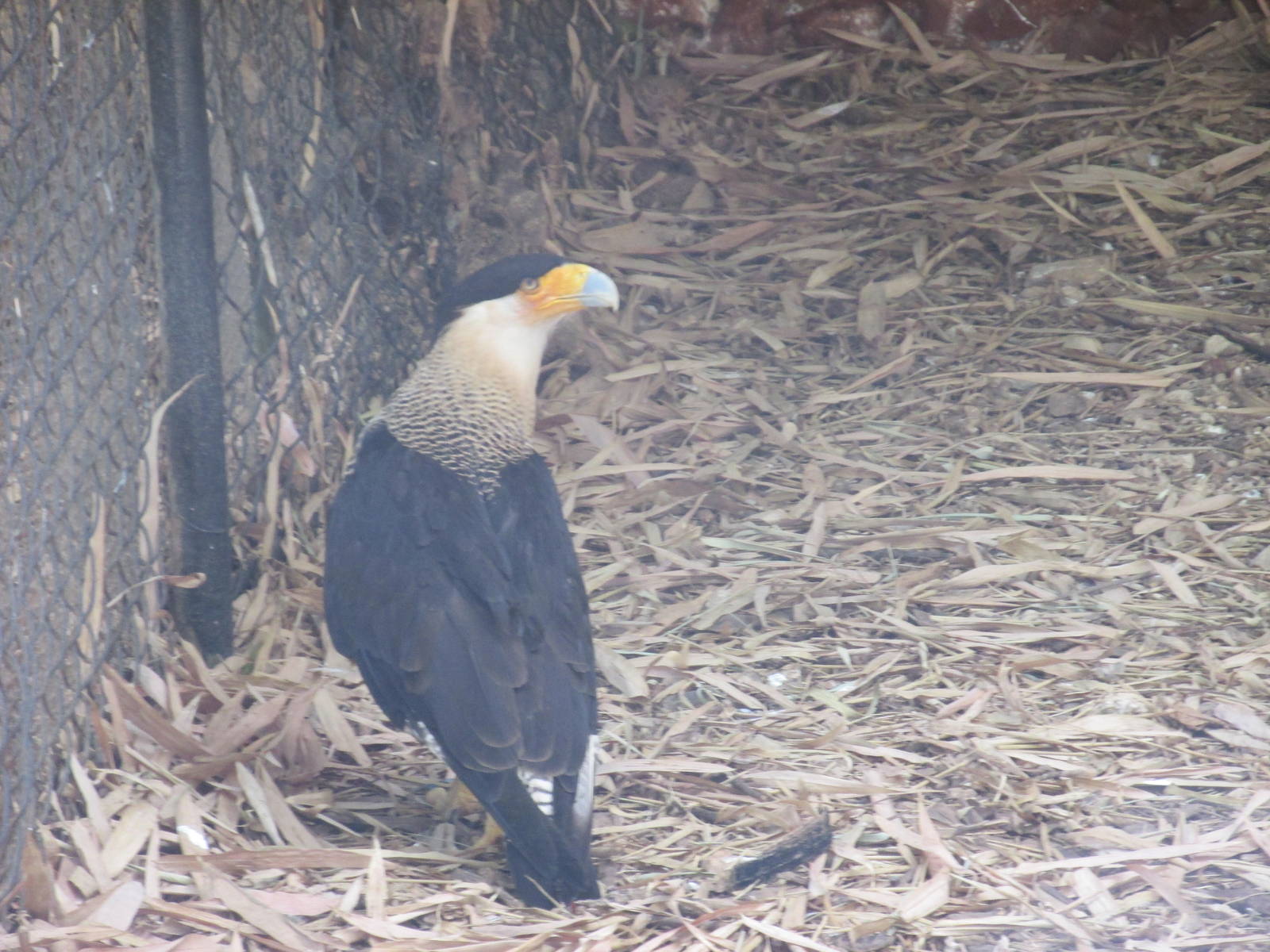 caracara centenario zoo
