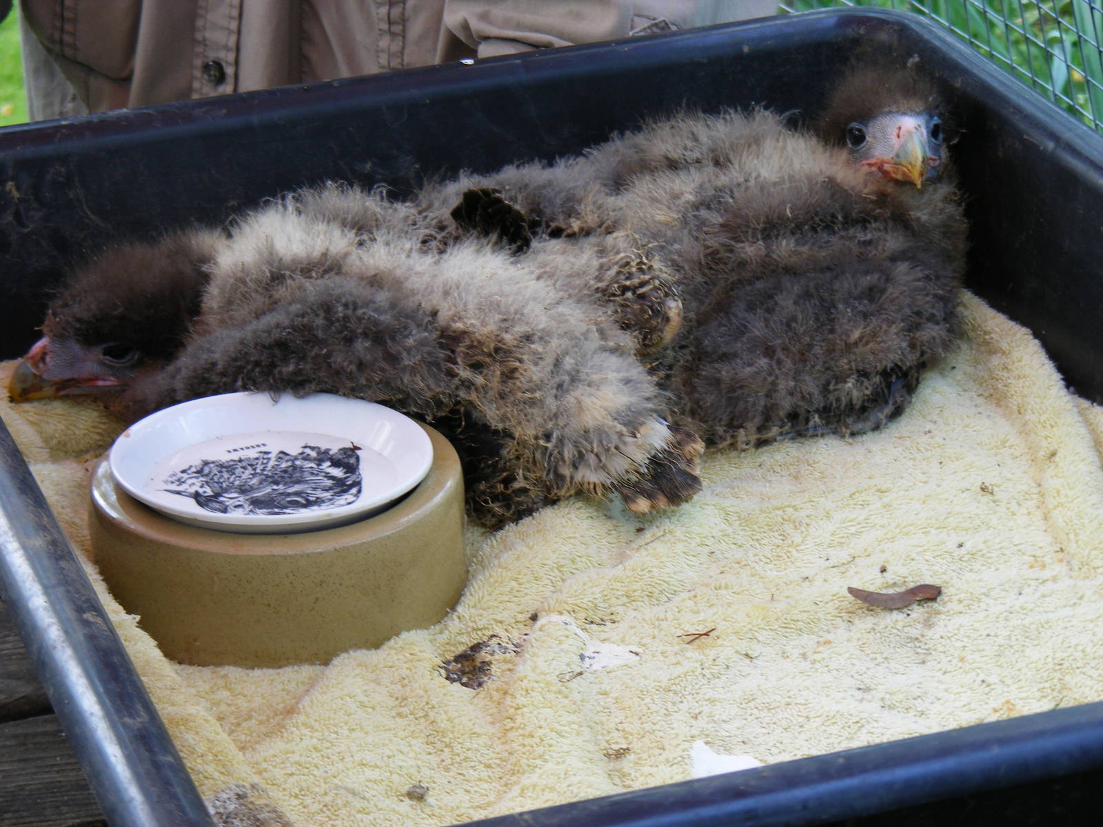 Caracara chicks at Birdland, 22 April 2011
