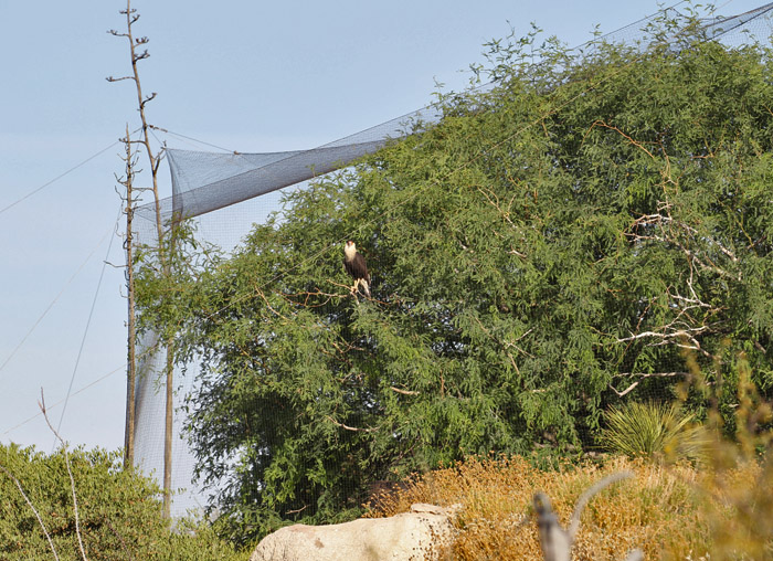 caracara in vulture aviary