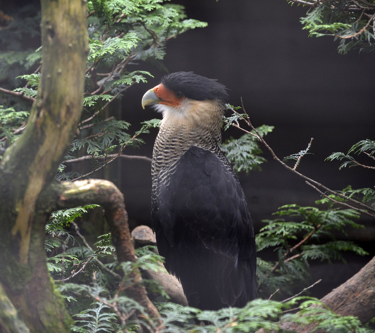 Caracara plancus