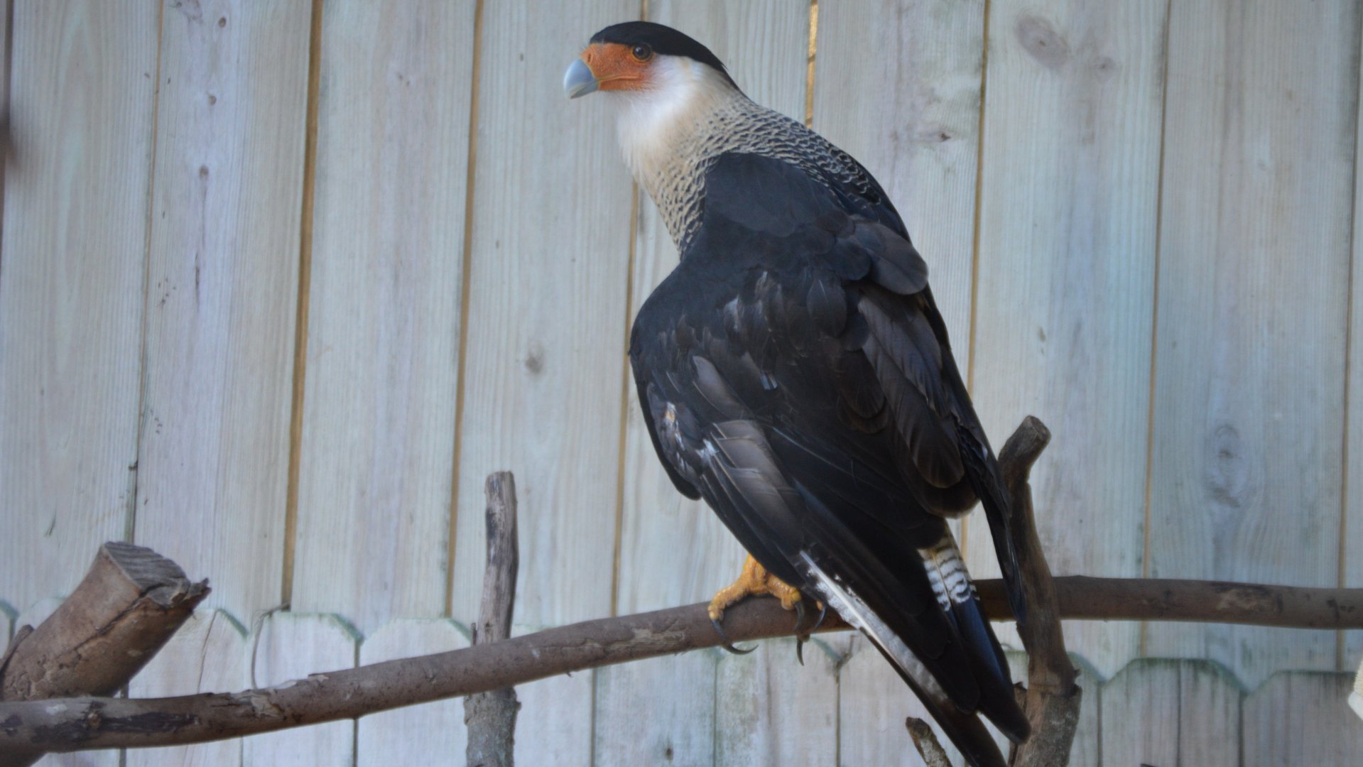 Caracara plancus