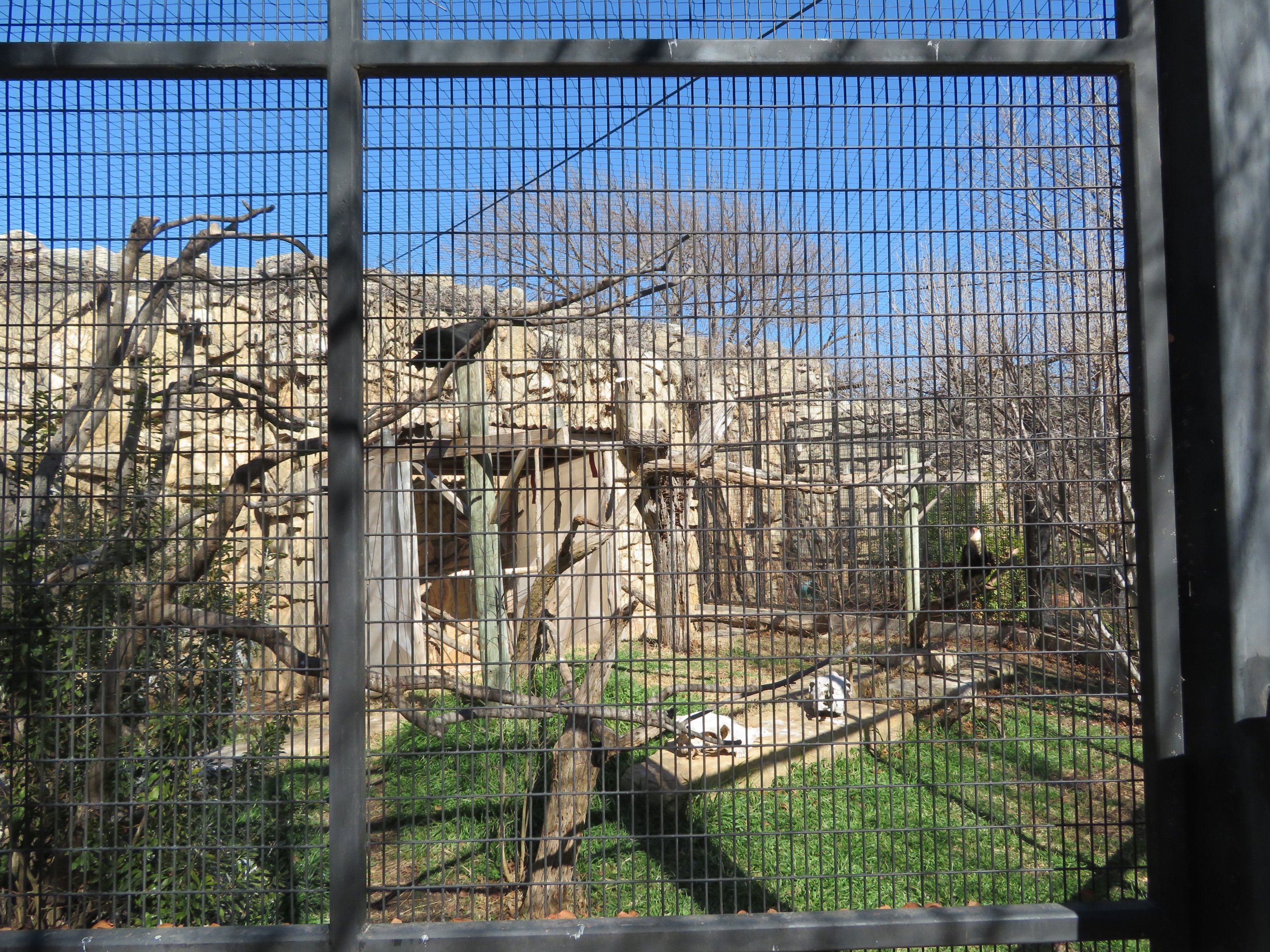 Caracara/Vulture Exhibit