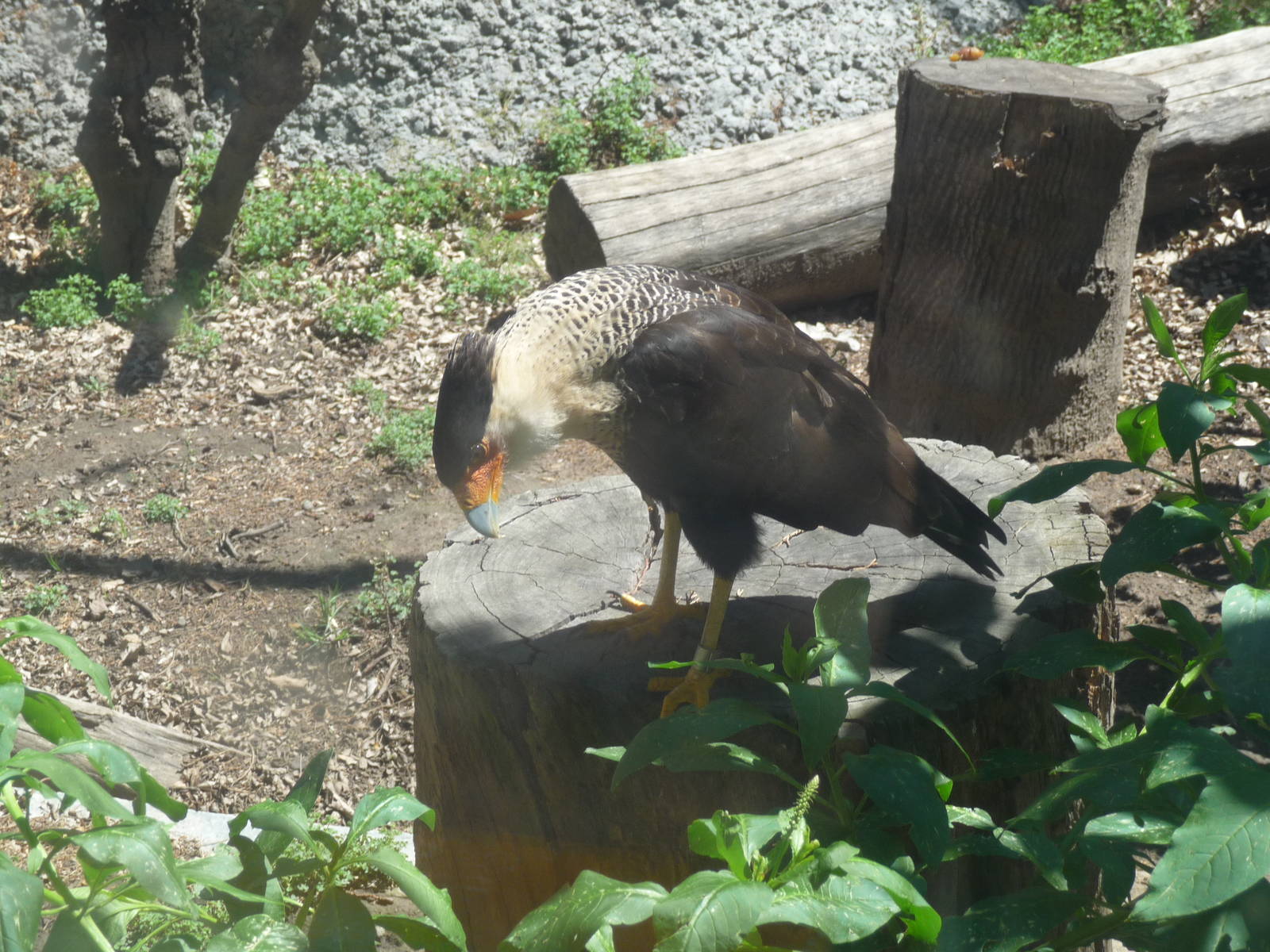 caracara zoologico del altiplano tlaxcala