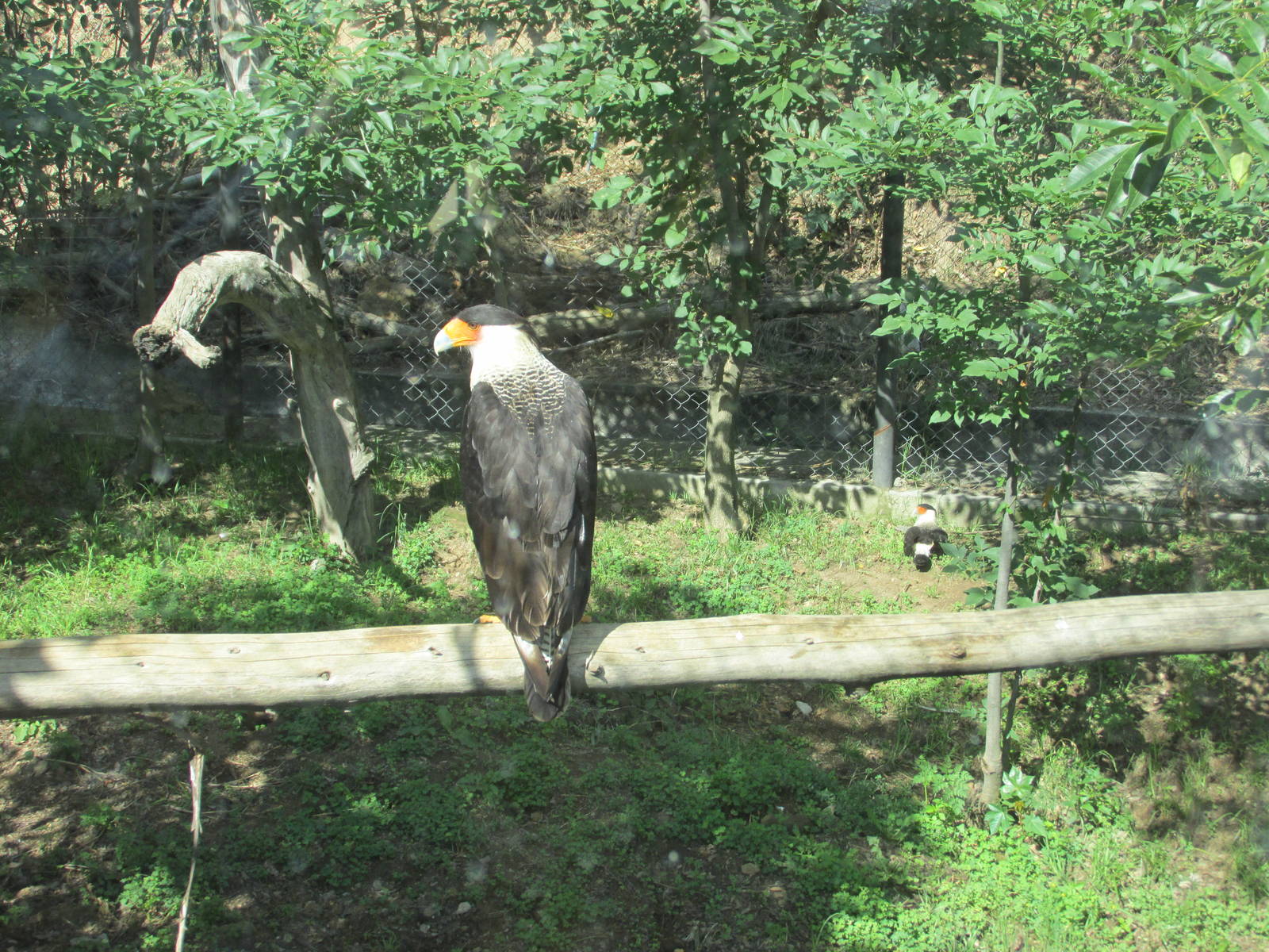 caracara zoologico del altiplano