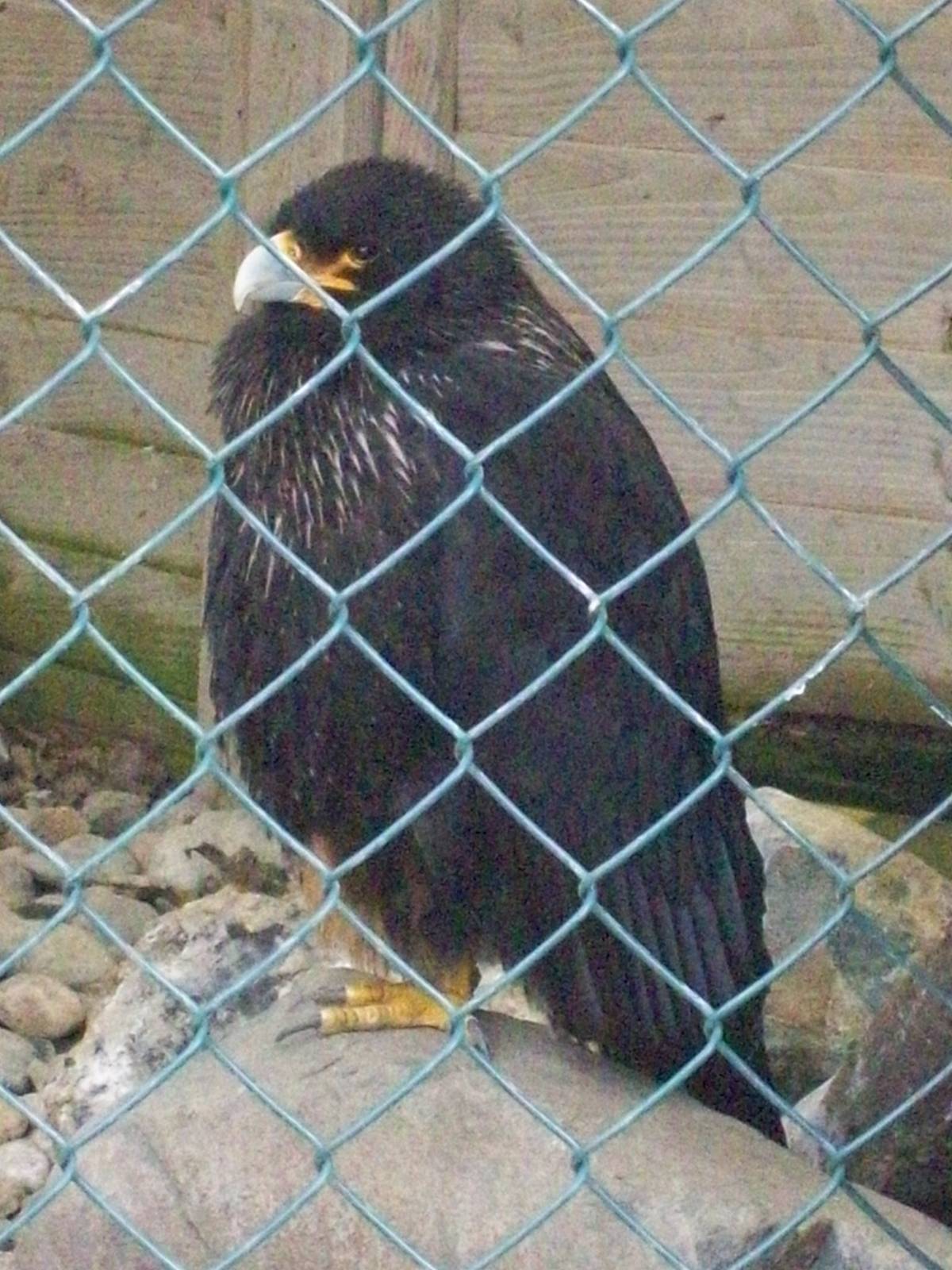 caracara