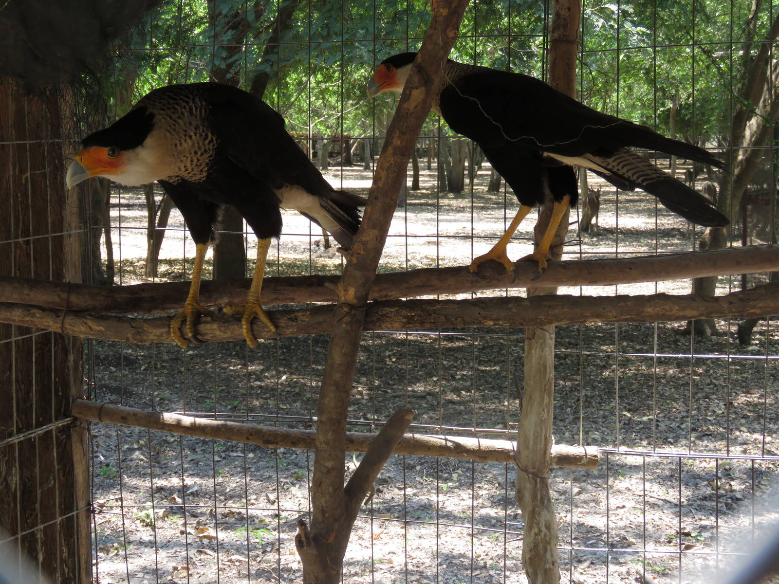 Caracara