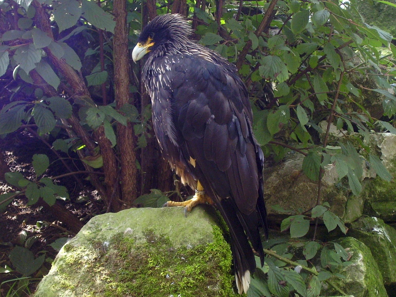 Caracara