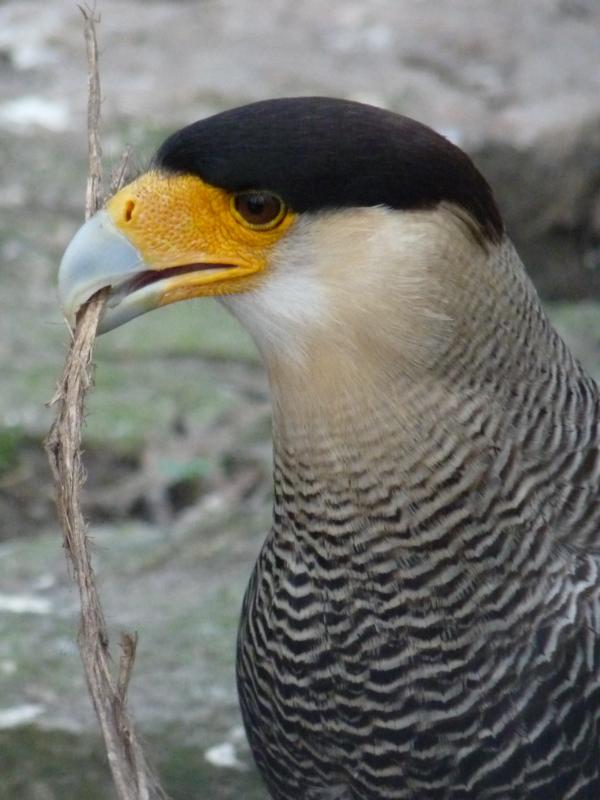 caracara