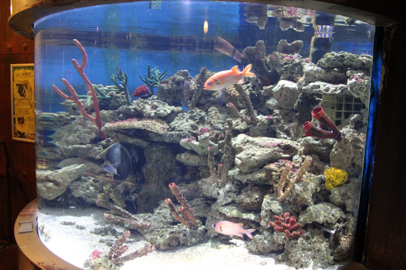 Caraibean aquarium