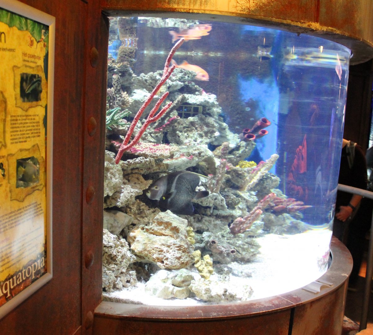 Caraibean aquarium