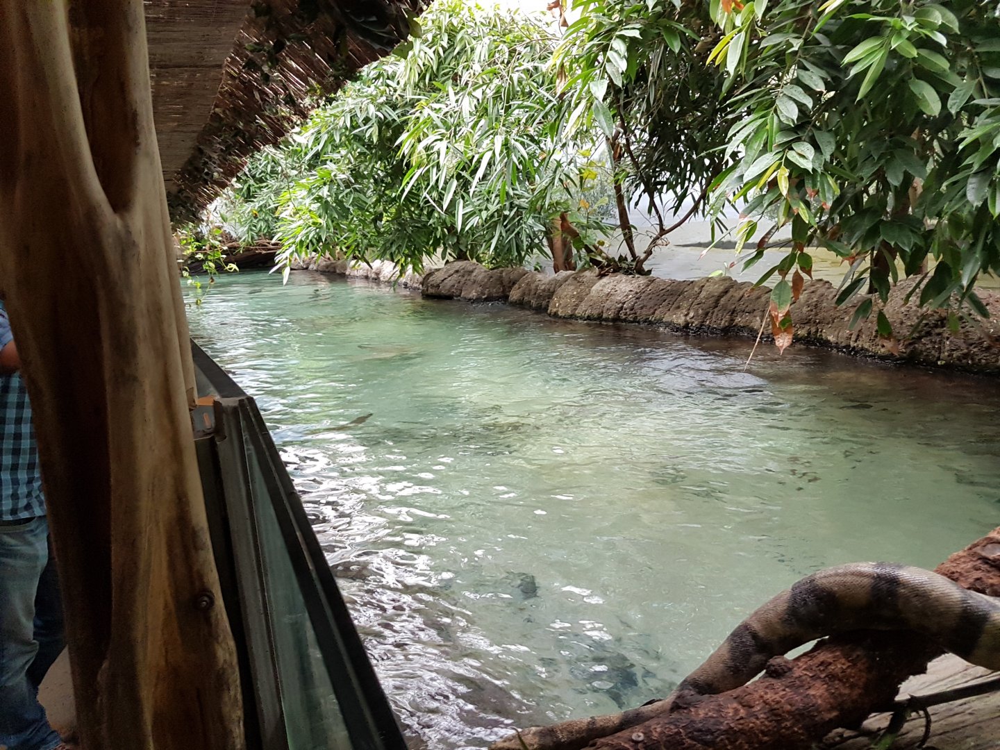 Caraibean mangrove-aquarium