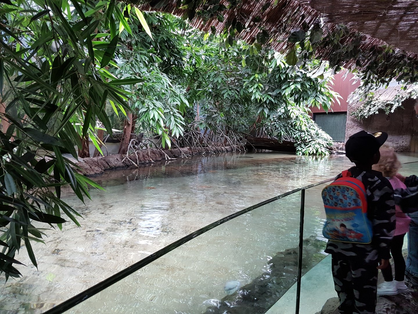 Caraibean mangrove-aquarium