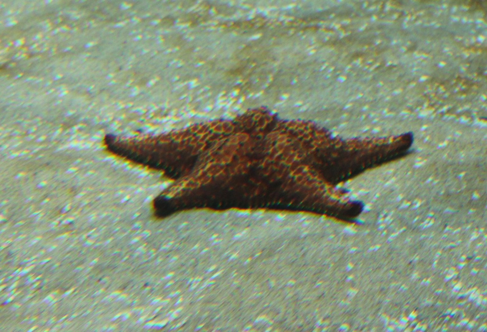 CaraibeansStarfish - Oreaster reticulatus