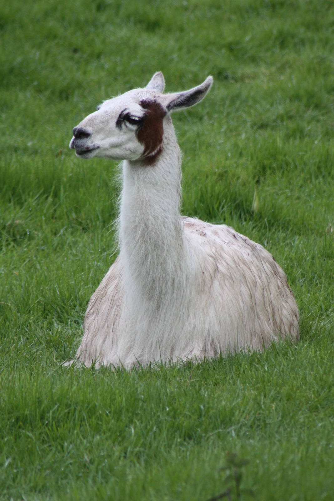 Caramel, 11th May 2014