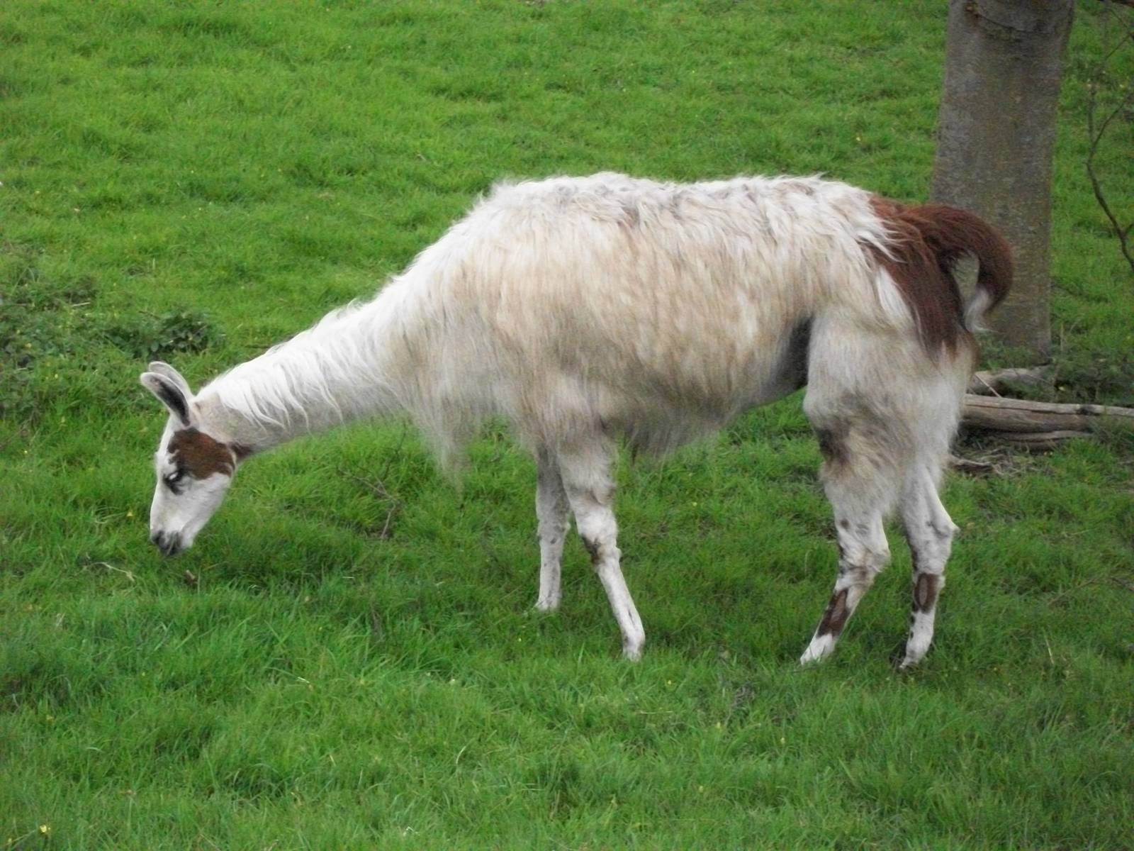 Caramel, 21st April 2014