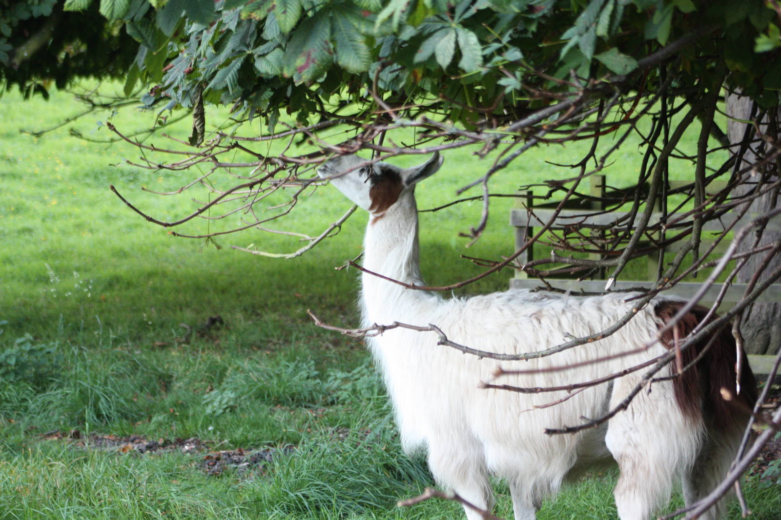 Caramel has a browse too, 31st August 2014
