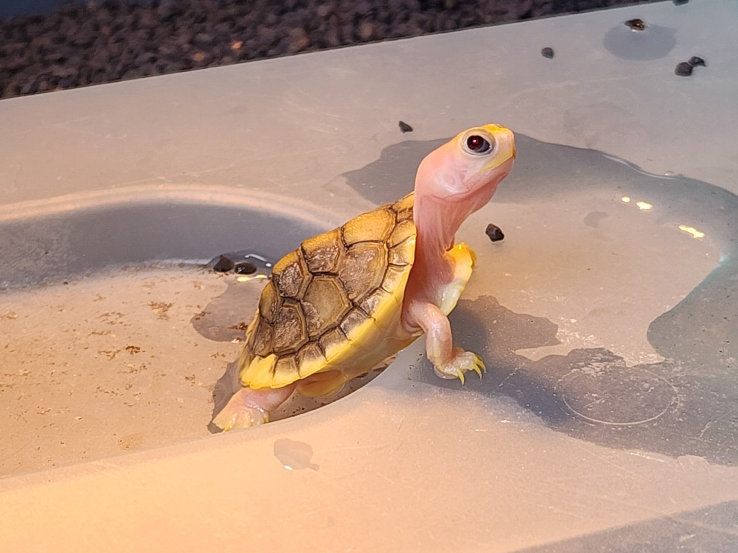 Caramel Slider (Trachemys scripta elegans var.)