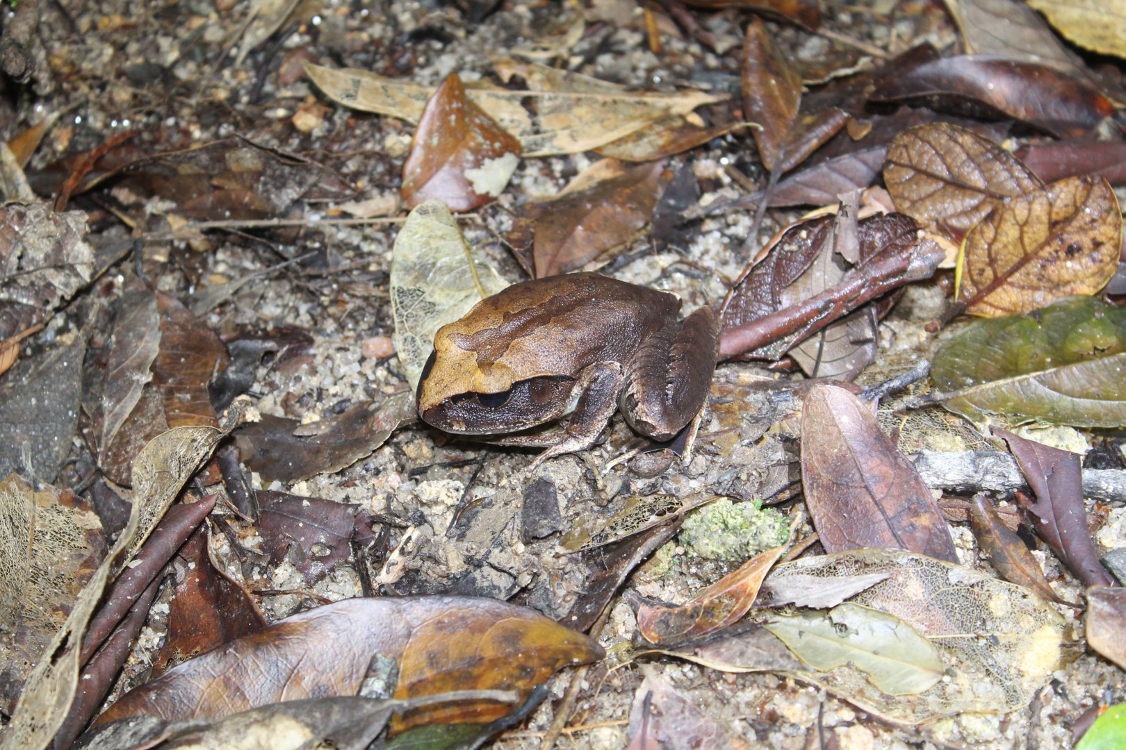 Carbine Barred Frog (Mixophyes carbinensis)