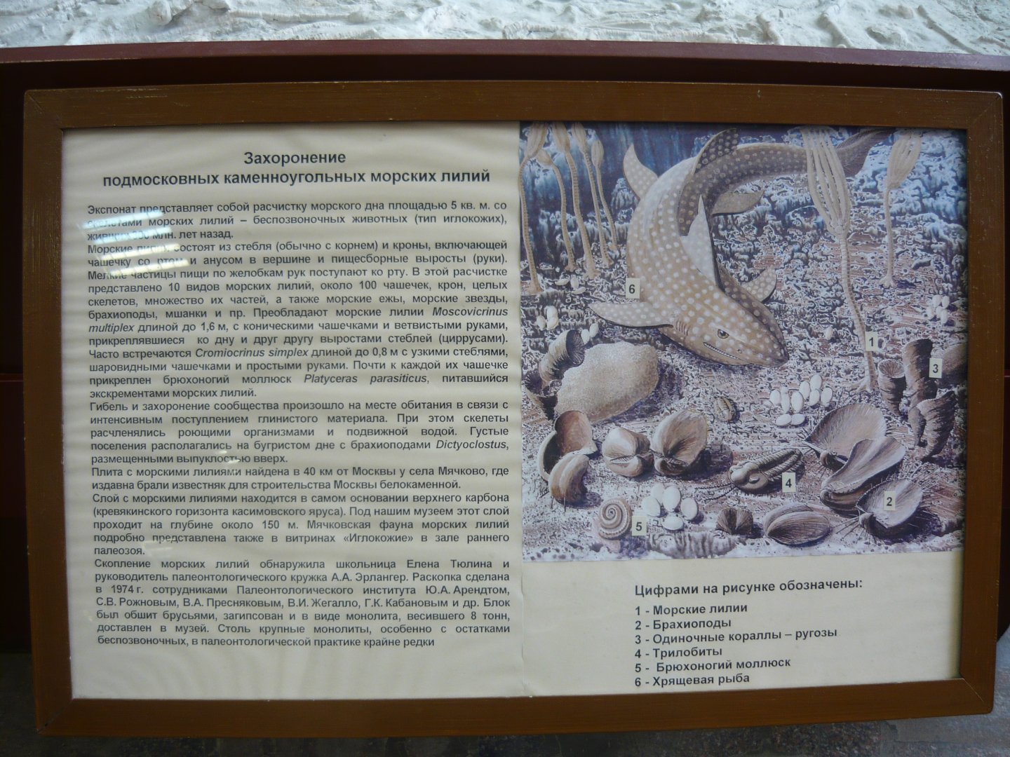 Carboniferous crinoids "graveyard" - signage