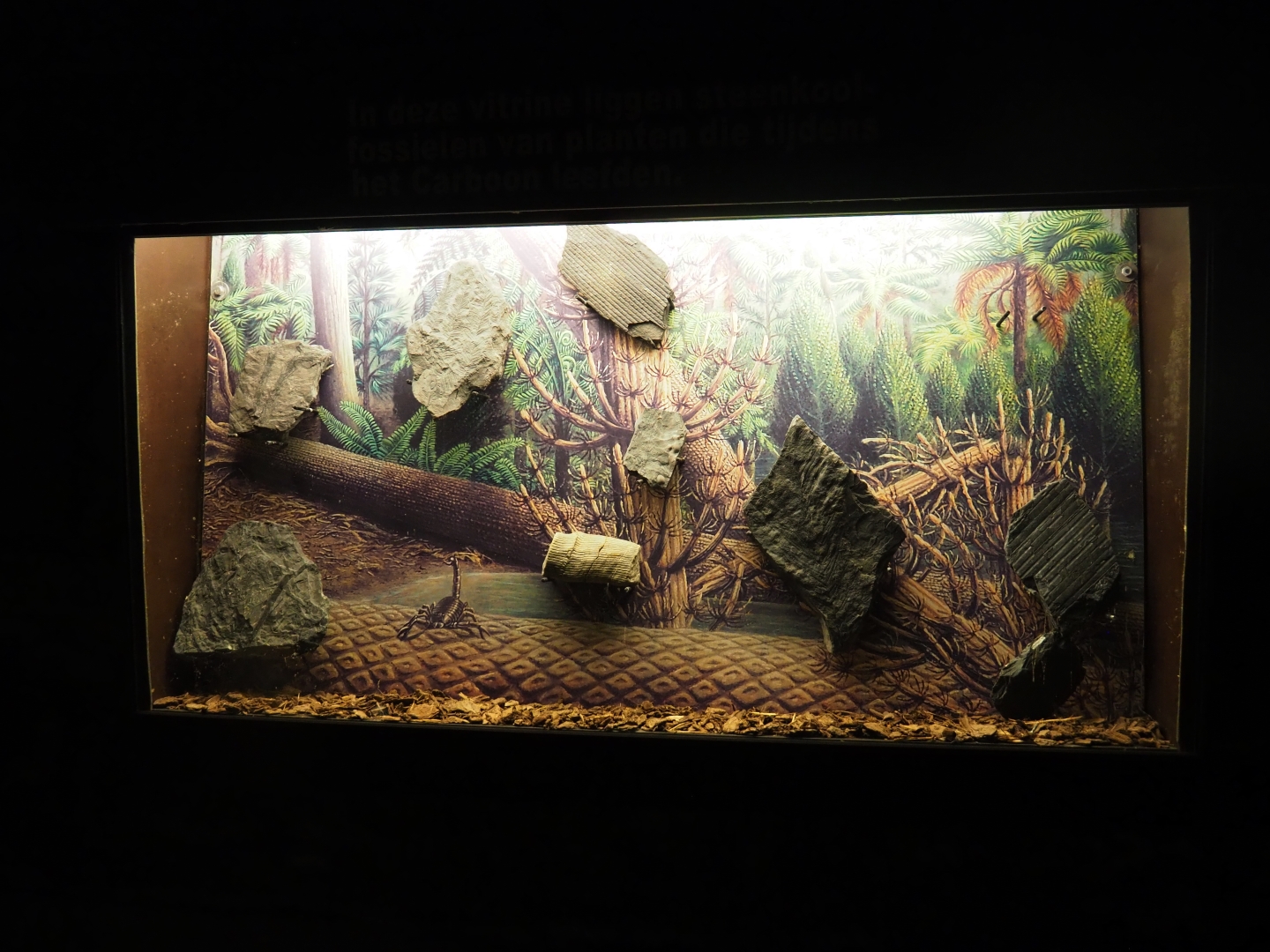 Carboniferous period plant fossils display, 2019-03-30