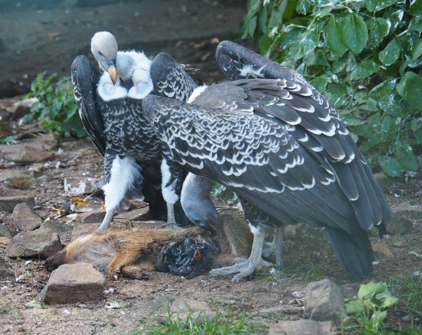 Carcass feeding of vultures  (Sep 2nd, 2018)