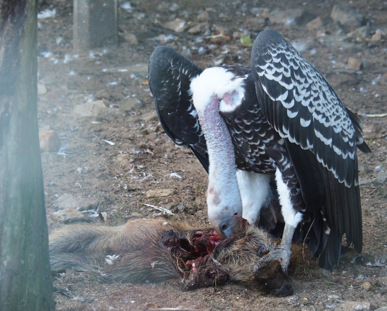 Carcass feeding of vultures (Sep 2nd, 2018)