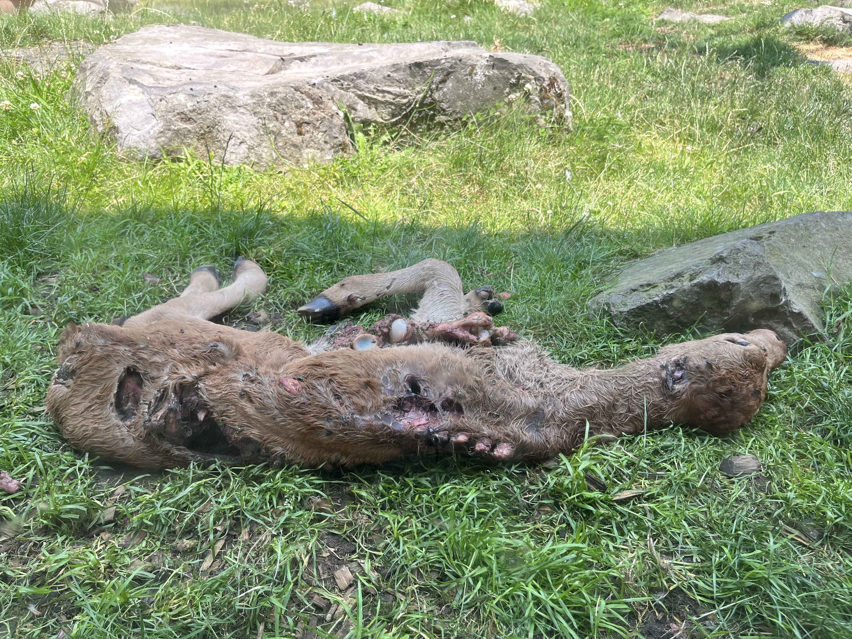 Carcass in California Condor Aviary