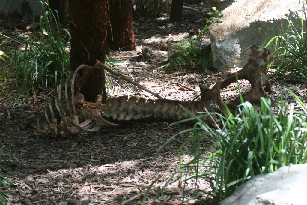 Carcass in Tasmanian Devil enclosure