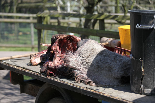 carcass on feed truck