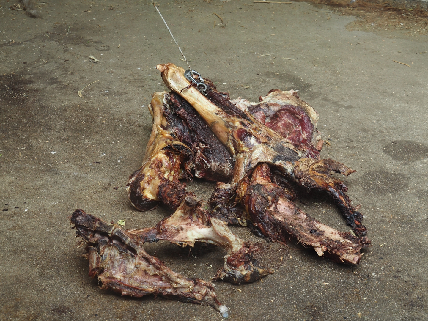 Carcass pieces being fed to the jackals, 2025-05-22