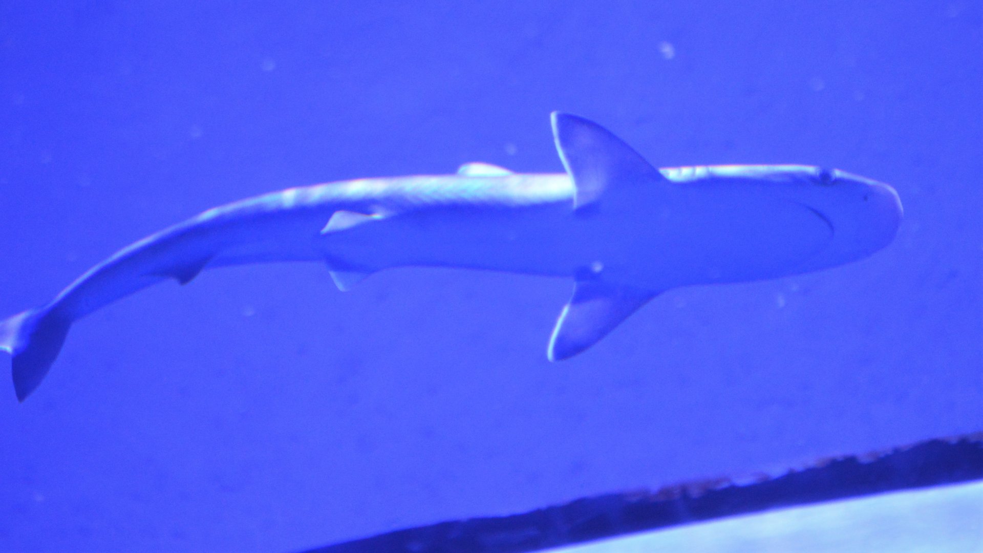 Carcharhinus acronotus? Shark ID (SeaWorld Orlando)