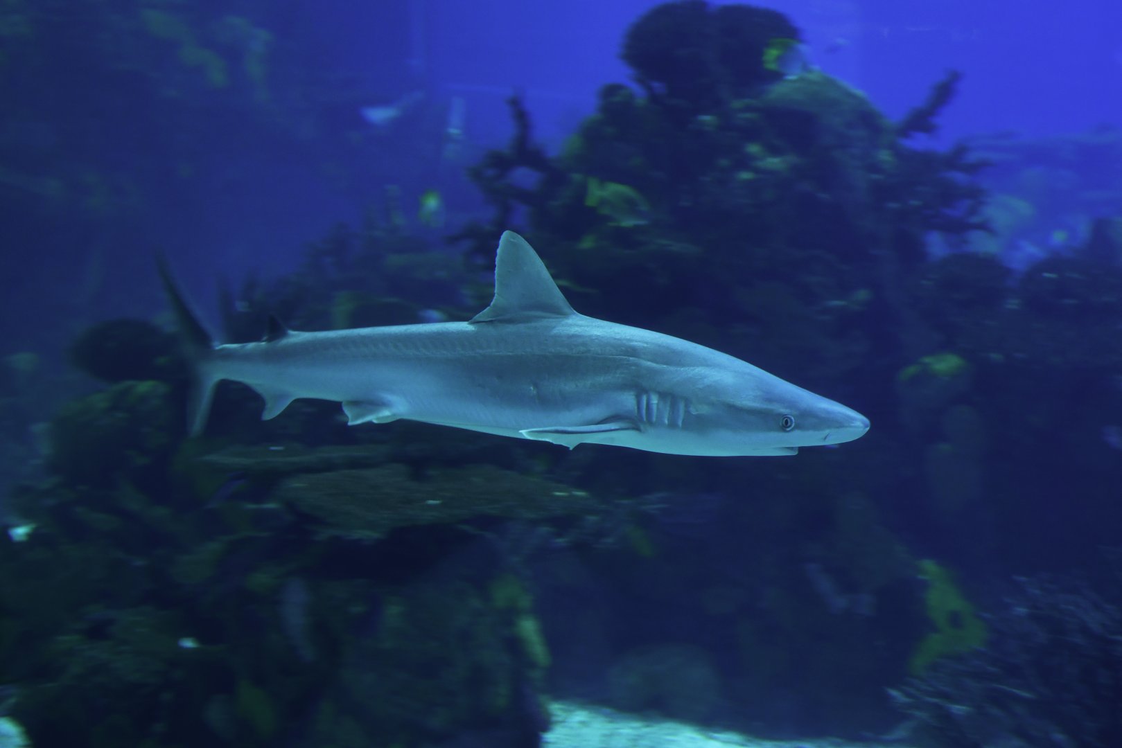 Carcharhinus acronotus (?)