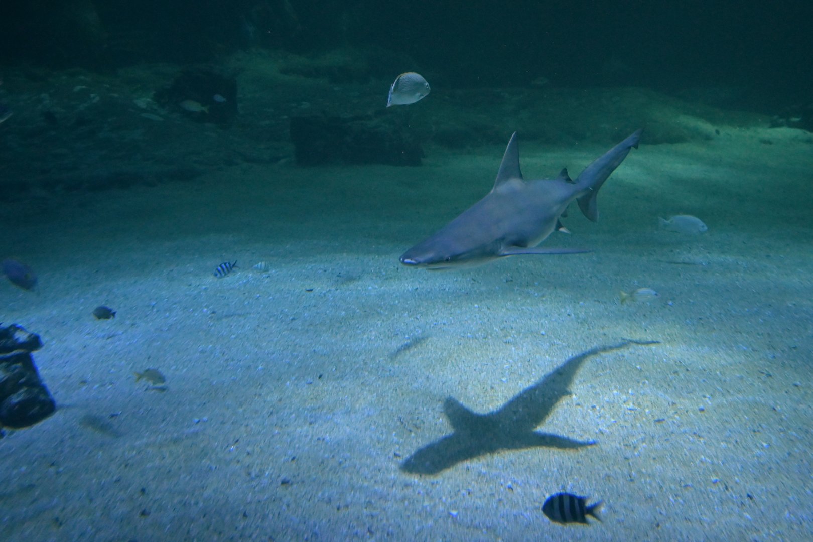 Carcharhinus amblyrhynchos