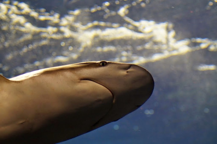 Carcharhinus limbatus