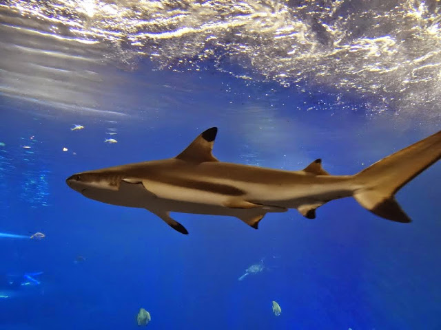 Carcharhinus limbatus