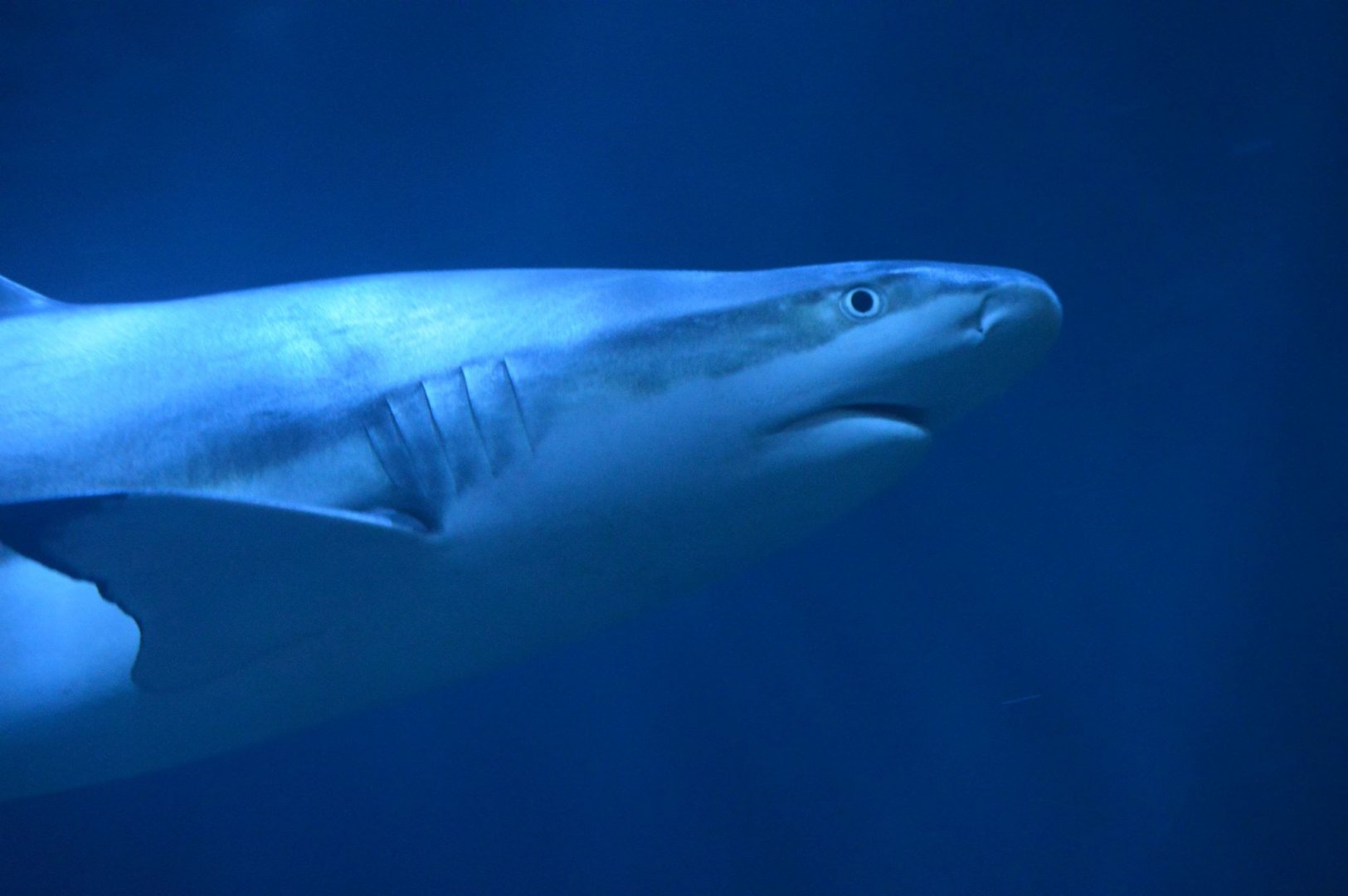 Carcharhinus melanopterus