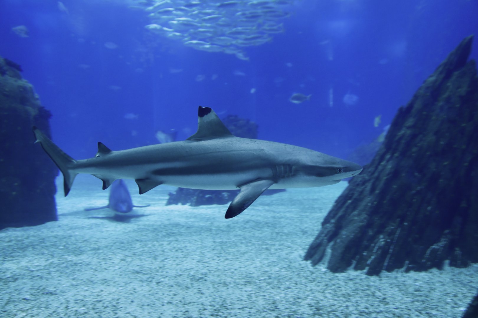 Carcharhinus melanopterus