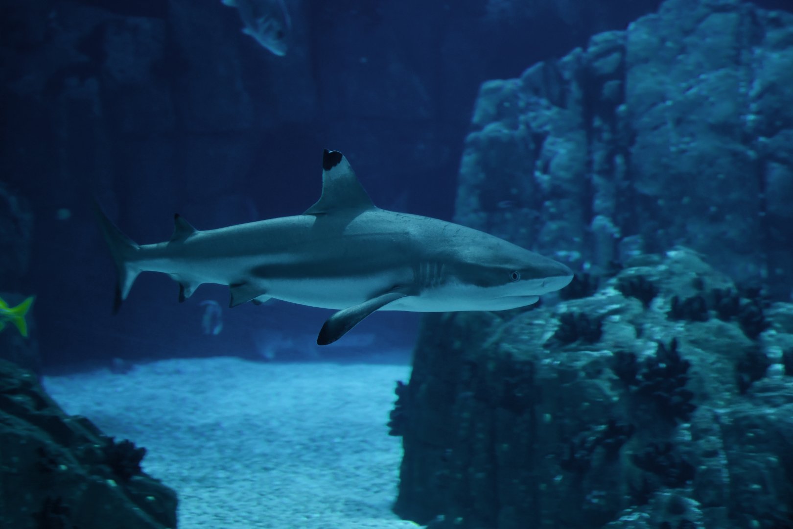 Carcharhinus melanopterus