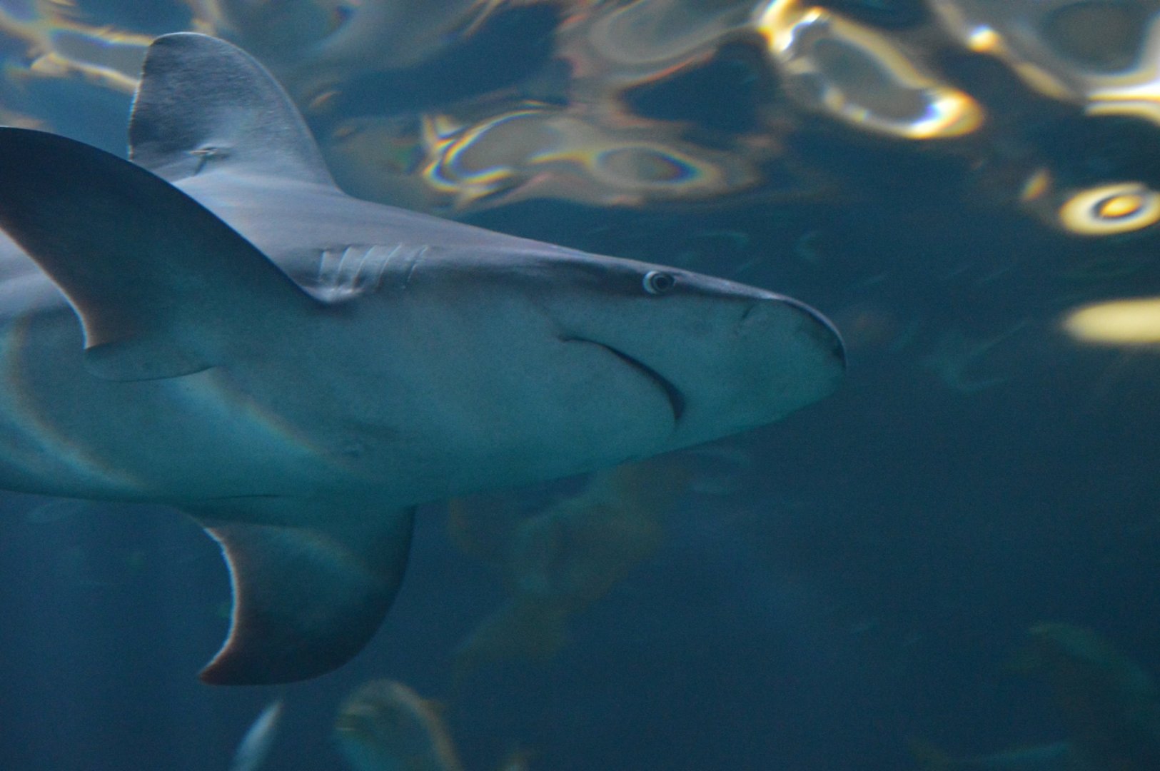 Carcharhinus plumbeus