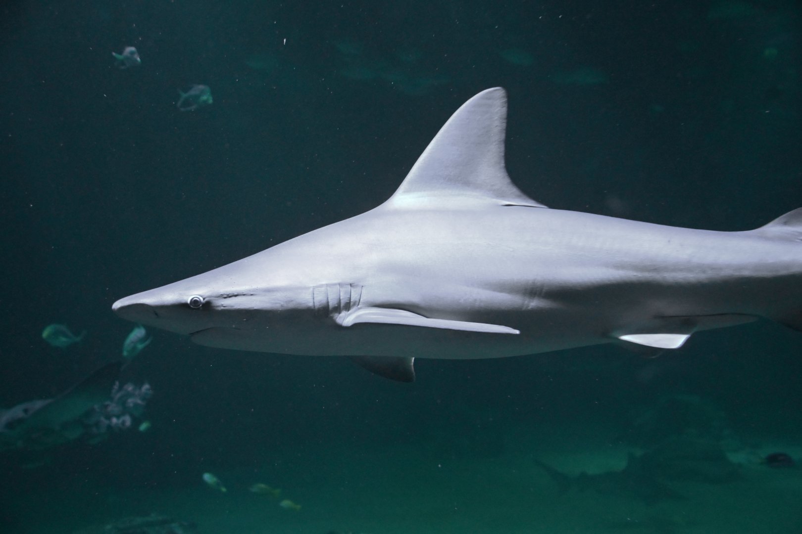 Carcharhinus plumbeus