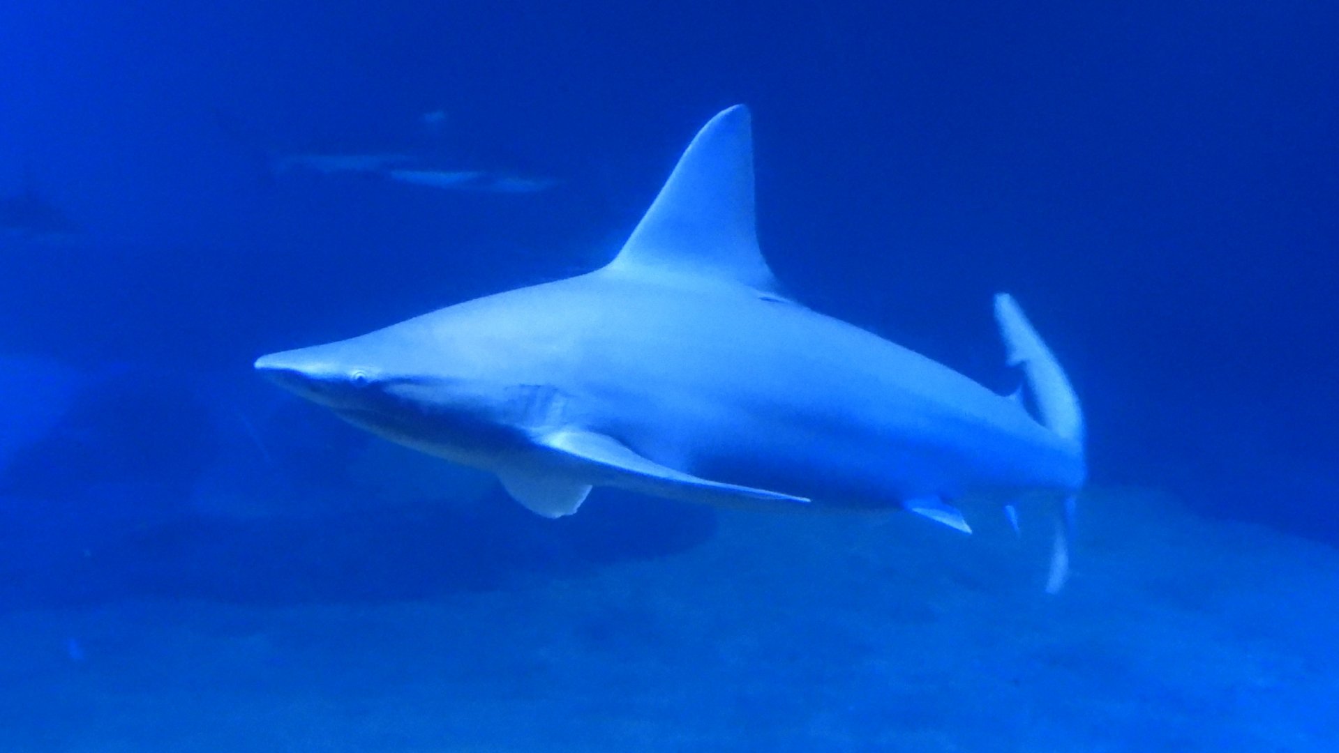 Carcharhinus plumbeus