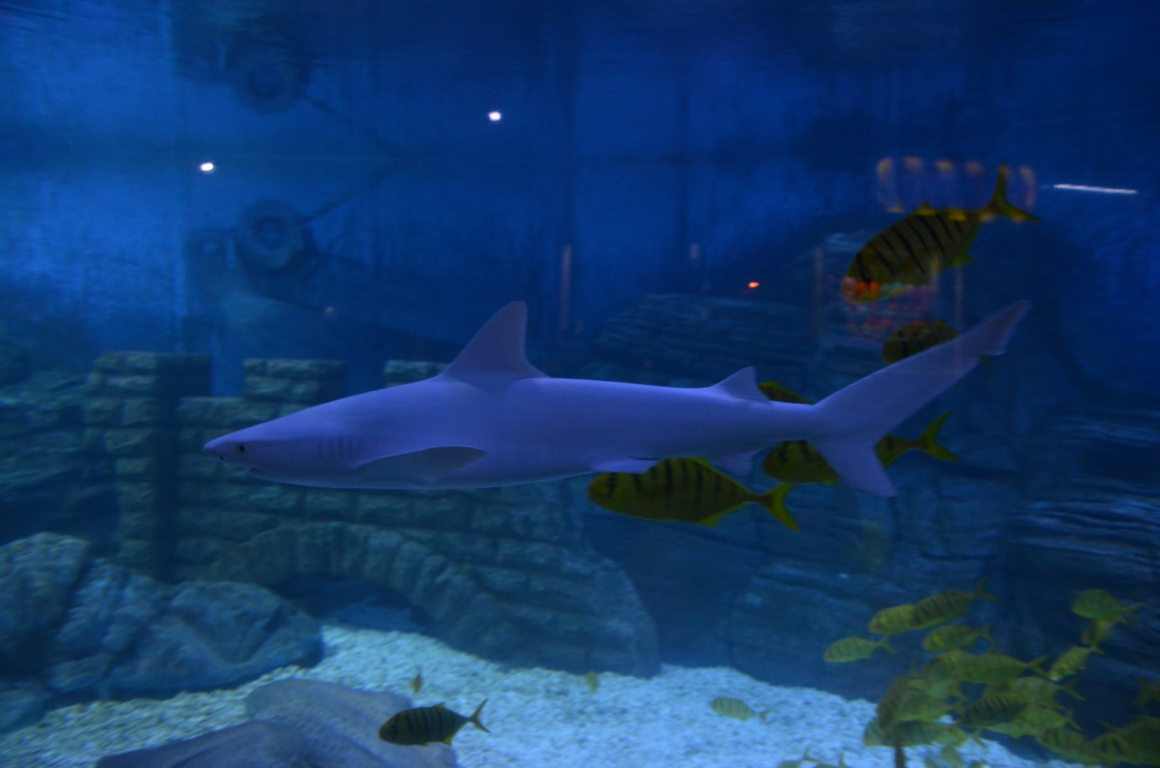 Carcharhinus tjutjot