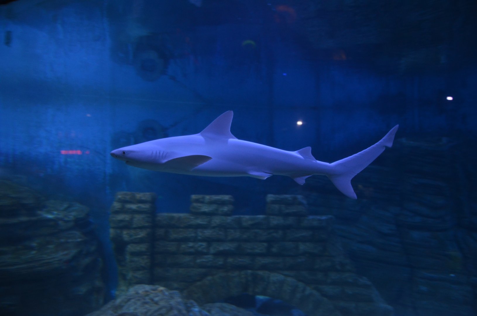 Carcharhinus tjutjot