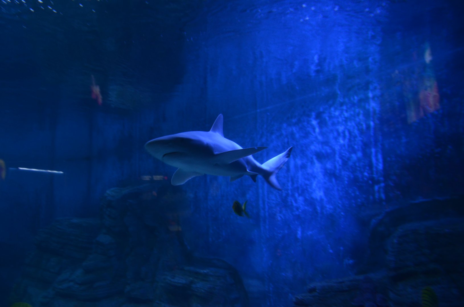 Carcharhinus tjutjot