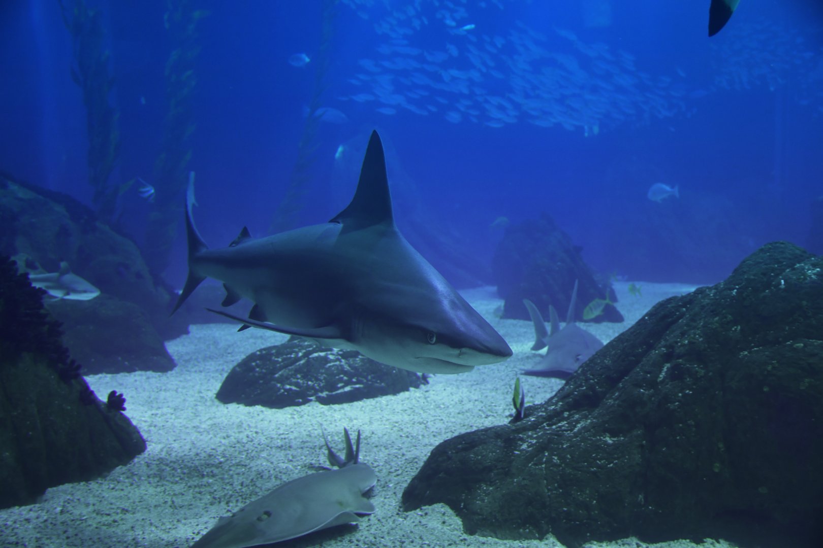 Carcharinus plumbeus