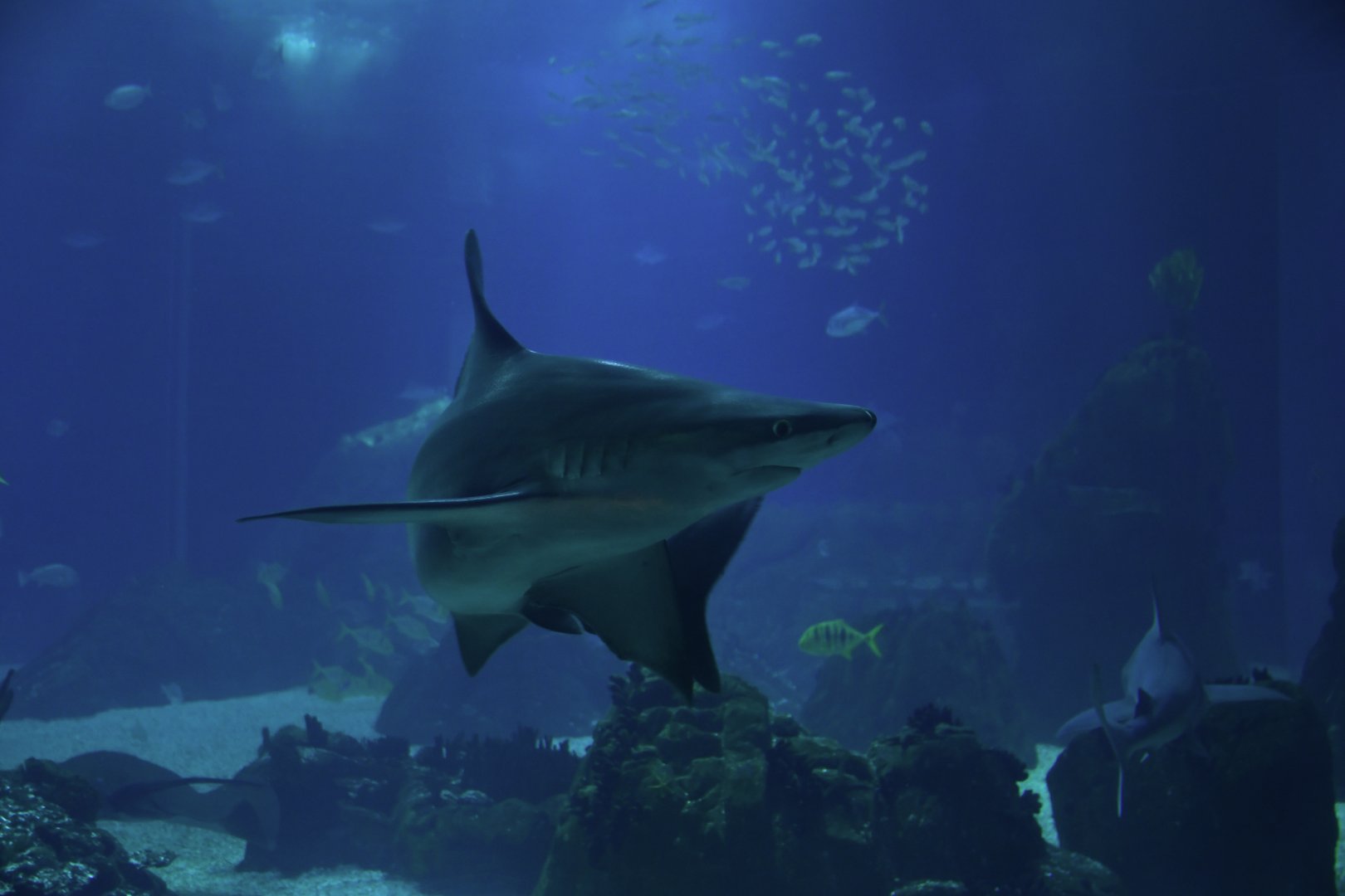 Carcharinus plumbeus