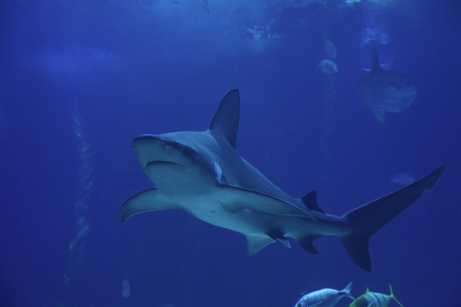 Carcharinus plumbeus