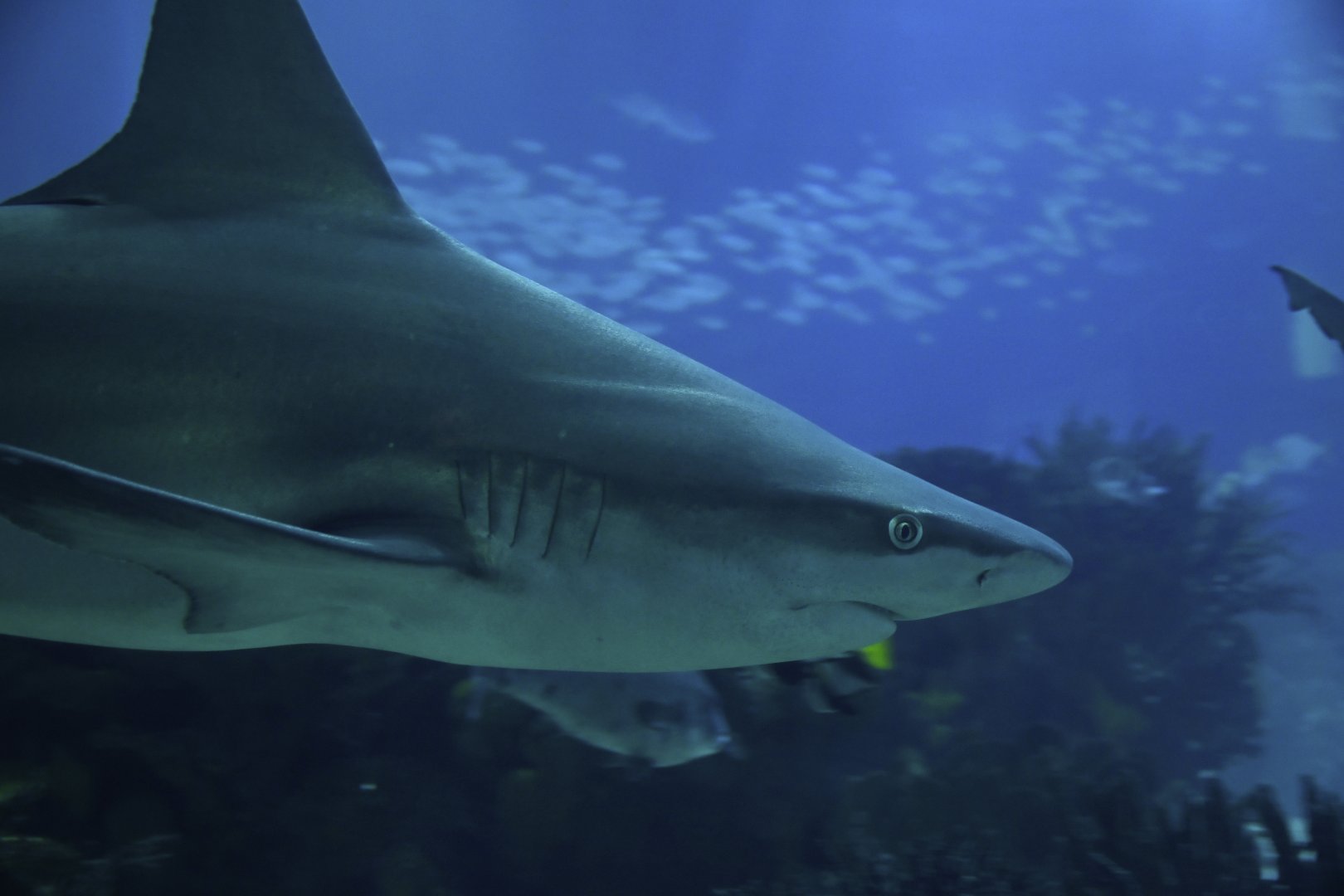 Carcharinus plumbeus